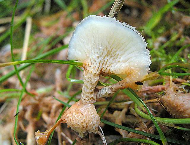 La grande siccita''....ma qui i funghi spuntano lo stesso !